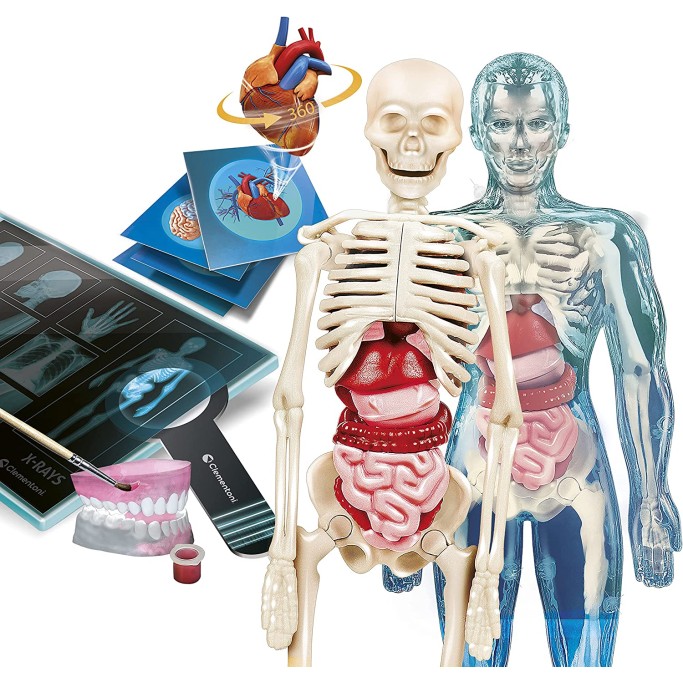 Clementoni, Scienza E Gioco Lab, Anatomia Super, Laboratorio di Anatomia